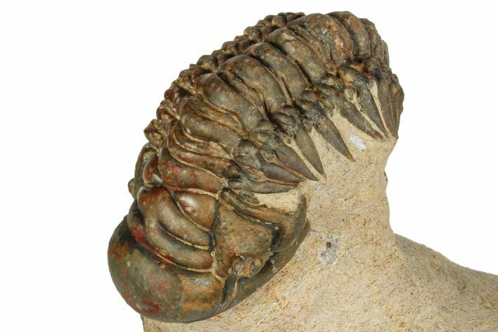 Crotalocephalina Trilobite - Foum Zguid, Morocco #186701